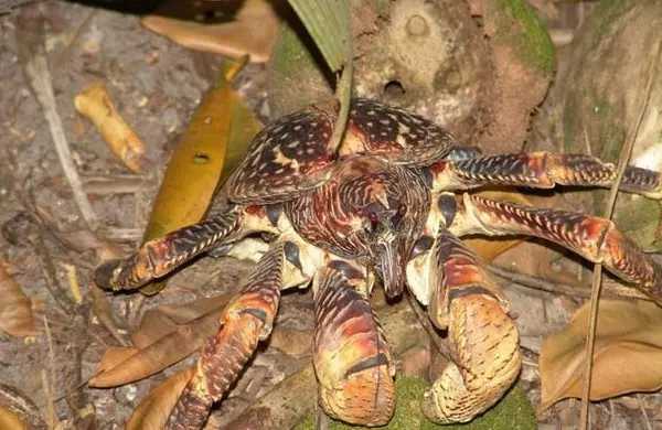 陈赫爱吃的蟹,陈赫吃椰子蟹视频