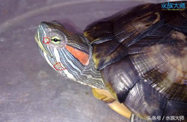 龟的头部有白色的分泌物怎么清理,龟的头上长白色颗粒怎么治疗