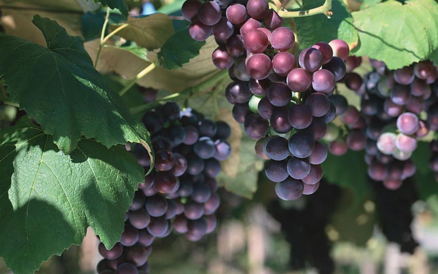 秋季养生吃哪些应季水果,进入秋季吃哪些水果能滋阴润肺