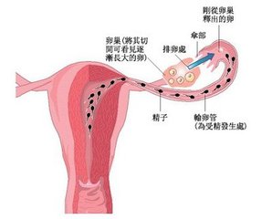 鍙戠幇濡诲瓙鏈夊瀛曚箣鍚庡仛浜插瓙閴村畾,渚嬪亣鏈熼棿浜插瓙閴村畾