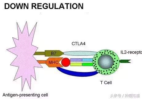 肝移植后能外用药膏吗,肝移植术后能用pd1么