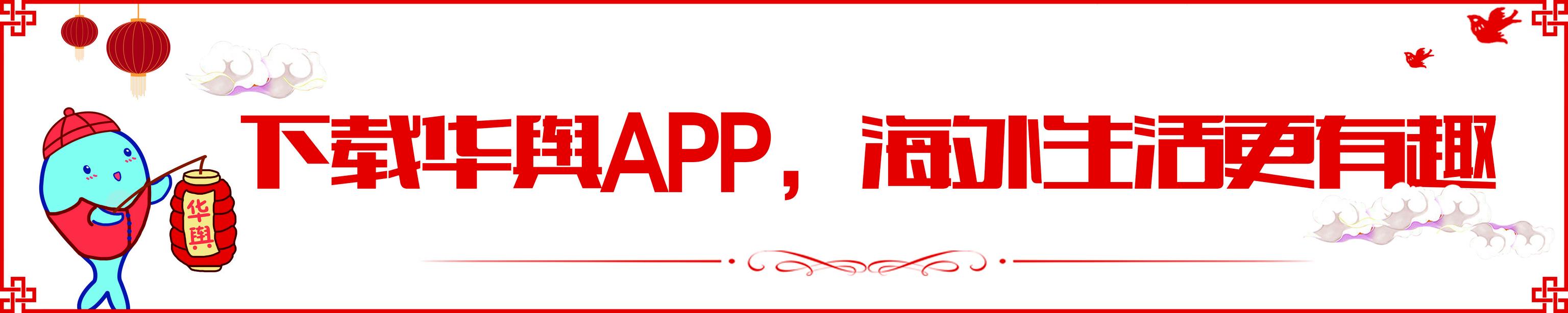 黑客侵入诈骗集团,黑客入侵诈骗集团网站