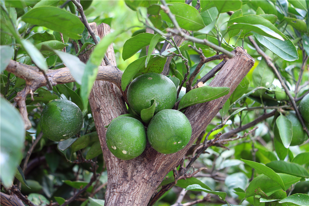 品农家菜,品农家美食