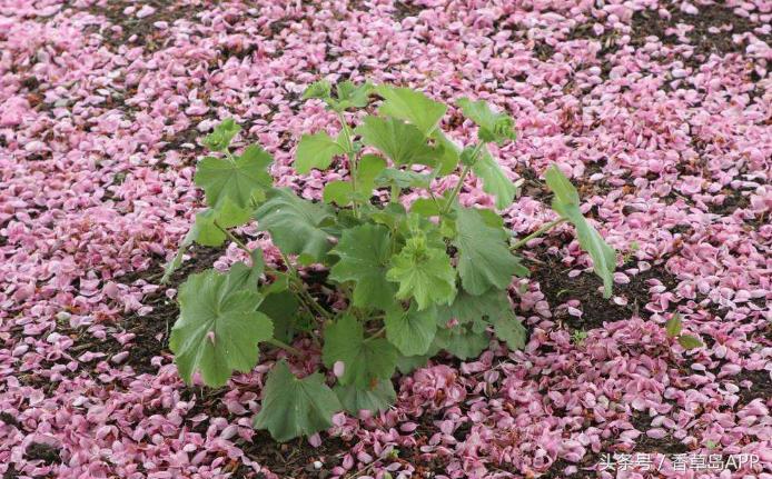 曾是西方炼金术师的宠儿，如今仍是“女士的斗篷”