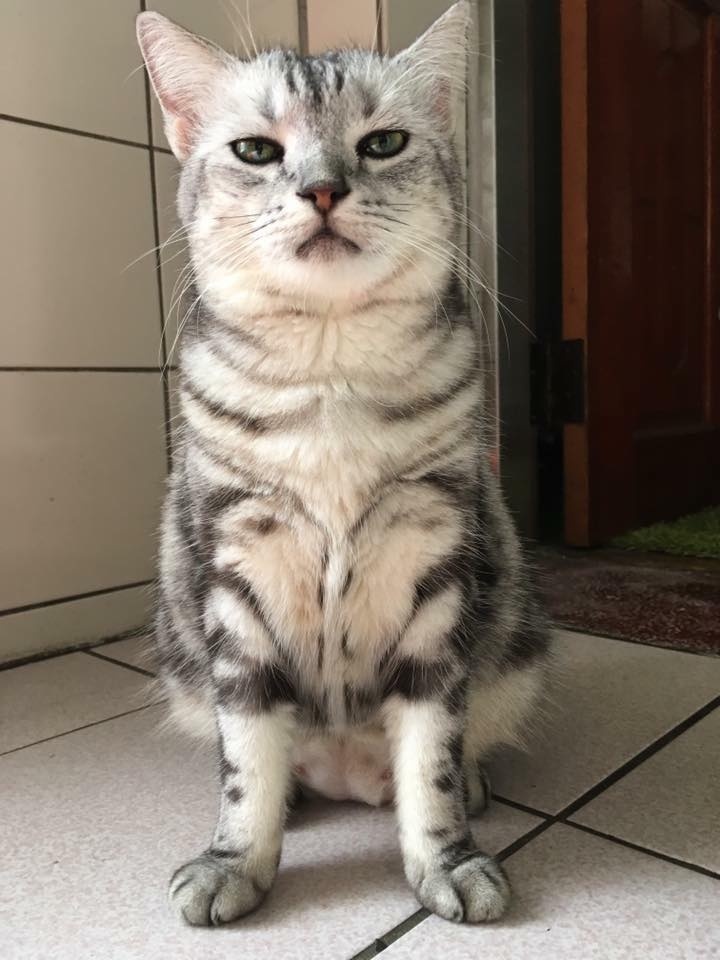 猫笑起来到底有多可怕,猫笑的样子和正常样子