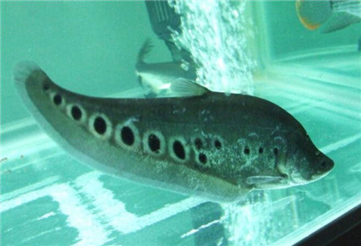 七星刀鱼不爱动不吃食,七星刀鱼为什么叫七星刀