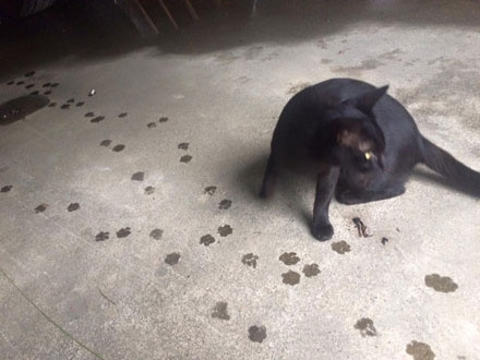 猫笑的样子和正常样子,猫笑起来瘆人