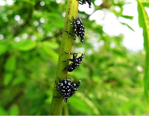 常见的大虫子科普,盘点那些你没见过的虫子
