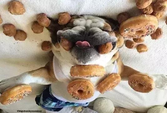 纯种英斗吃什么,英斗吃啥