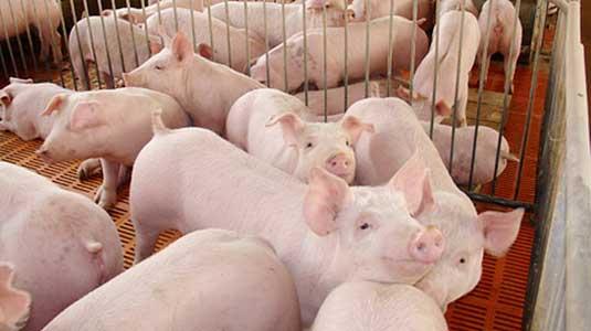 生猪打疫苗高烧怎么办,猪打疫苗后咳喘怎么回事