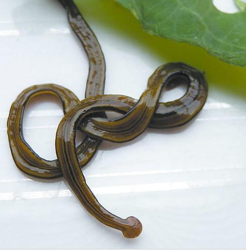 常见的大虫子科普,盘点那些你没见过的虫子