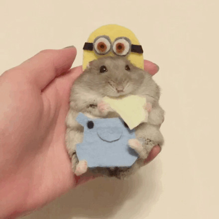 一只萌萌的吃货仓鼠,在角色扮演,还不忘记爪子里的好吃的