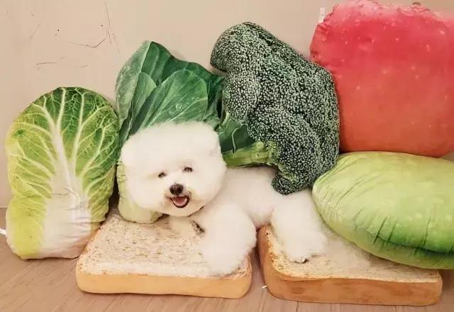 这些宠物都在背LV，你还敢抱怨自己像狗一样累？