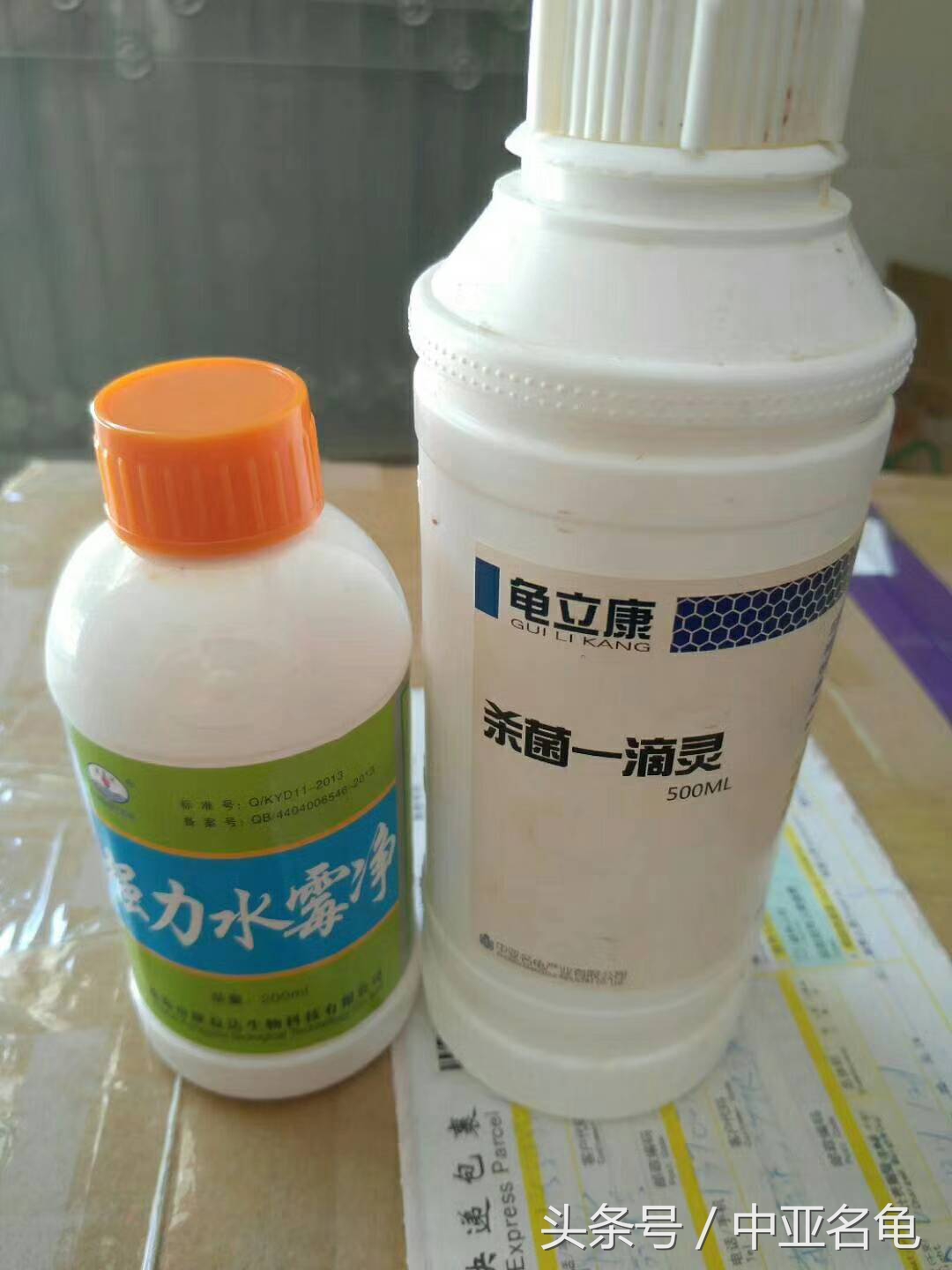 龟水霉病怎样处理,龟类怎么预防水霉病