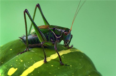 蝈蝈怎么饲养?蝈蝈喜欢吃什么?蝈蝈喂养知识大全