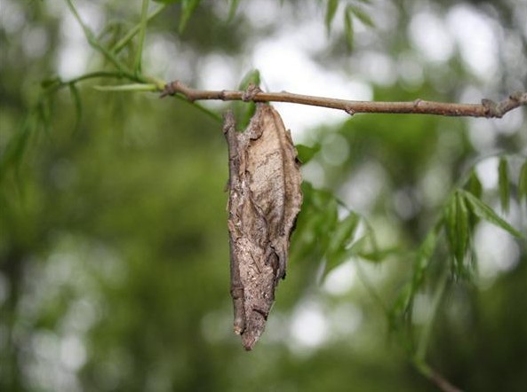 常见的大虫子科普,盘点那些你没见过的虫子