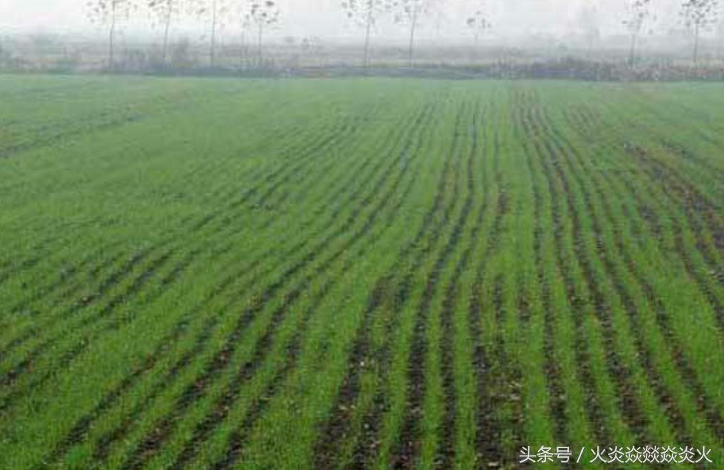 小麦包衣助高产,小麦投入与产出