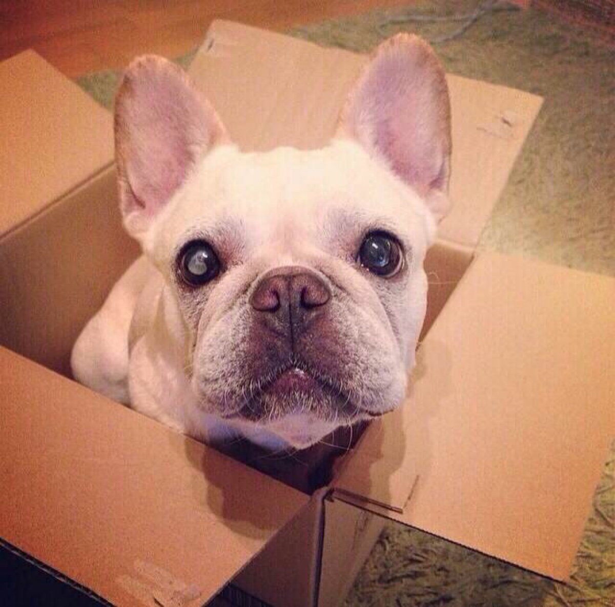 家里有狗狗该怎么养猫,家里有一个英国斗牛犬是什么体验