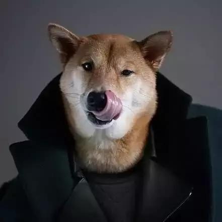 这些宠物都在背LV，你还敢抱怨自己像狗一样累？