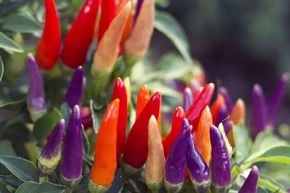 最能吃辣的城市,中国最能吃辣的五个省