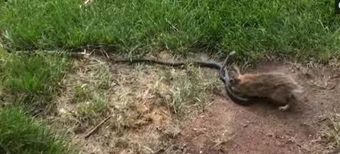 大蛇袭击小兔的视频 (大蛇袭击小兔子)