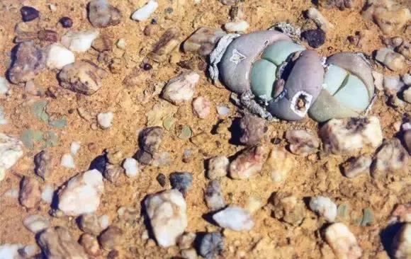 南非秘宝,遗落在世间的宝藏