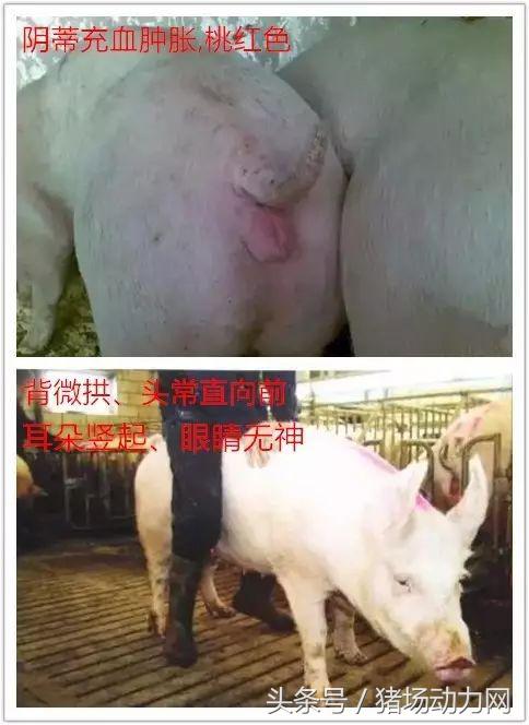 母猪不发情有哪几个原因？这5招让母猪轻松发情7字诀做好人工授精
