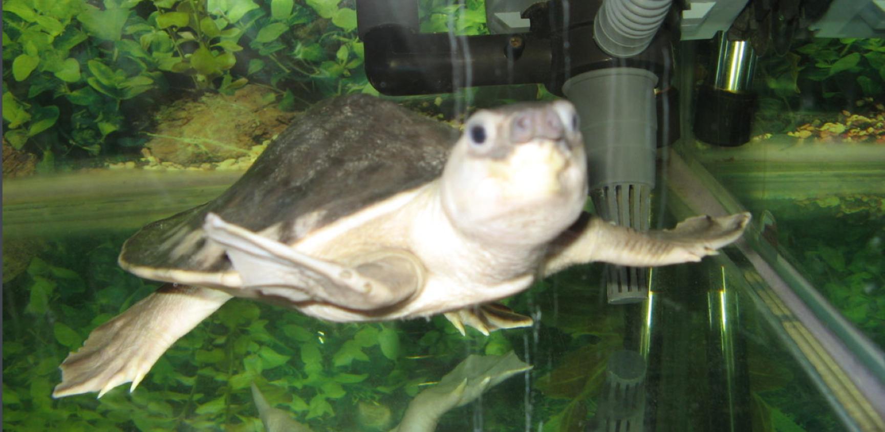 水龟都有哪些,水龟都有什么样的