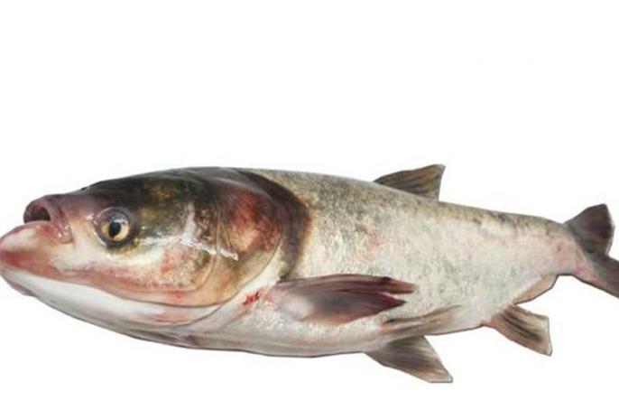 青鱼和鲢鱼的区别图片,河鱼鲢鱼大头鱼有什么区别