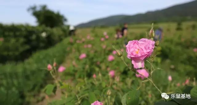送花别弄混了月季和玫瑰 (玫瑰跟月季我和她你分得清吗)