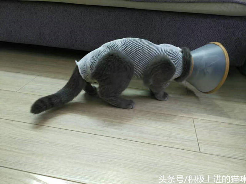 猫咪有隐睾是什么毛病,猫咪隐睾在腹腔内并萎缩怎么办