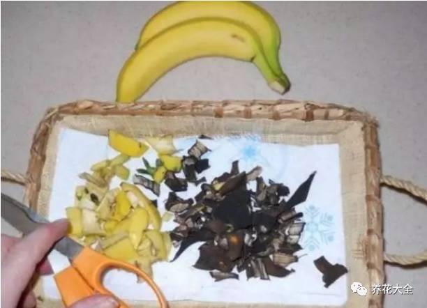 果皮肥料种花时放多少 (什么肥能促进盆栽开花结果)