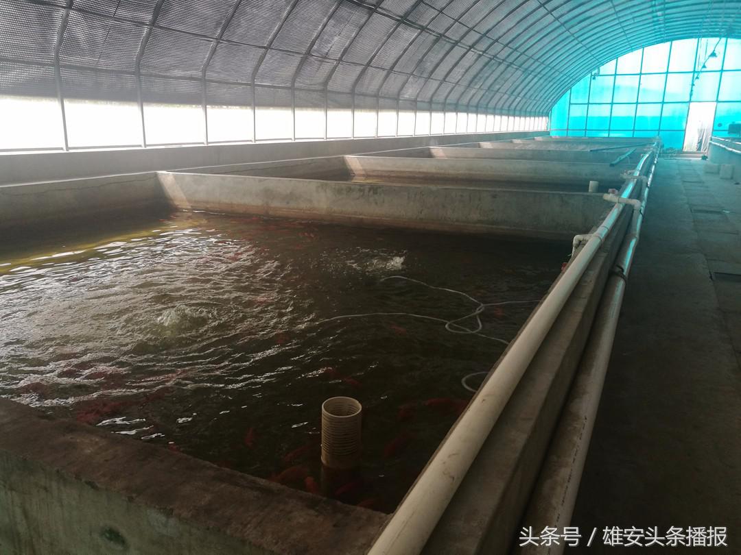 高大上鱼塘,雄安新区高大上