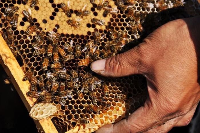 养蜜蜂专用术语,蜜蜂养殖技术维语版