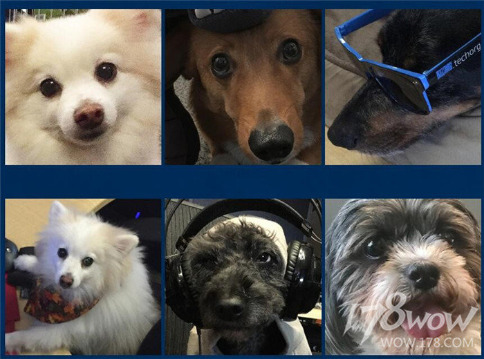 暴雪员工的宠物也太幸福了，还有专属部落or联盟工牌