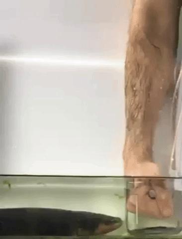 科学家拿电鳗做实验,电鳗自己把自己电死实验