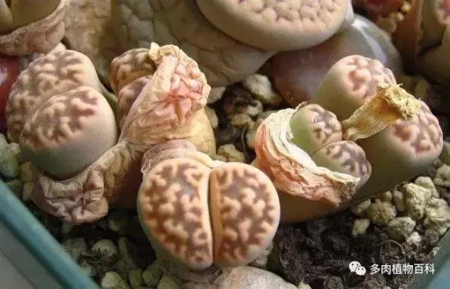 生石花多肉植物怎么养护,多肉生石花怎么能养大