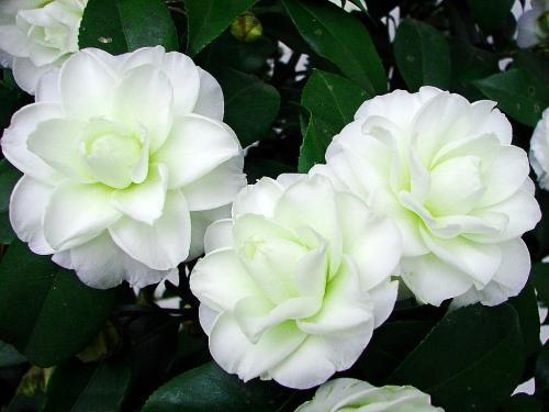 香妃茶花常见病,耐冬茶花常见病虫