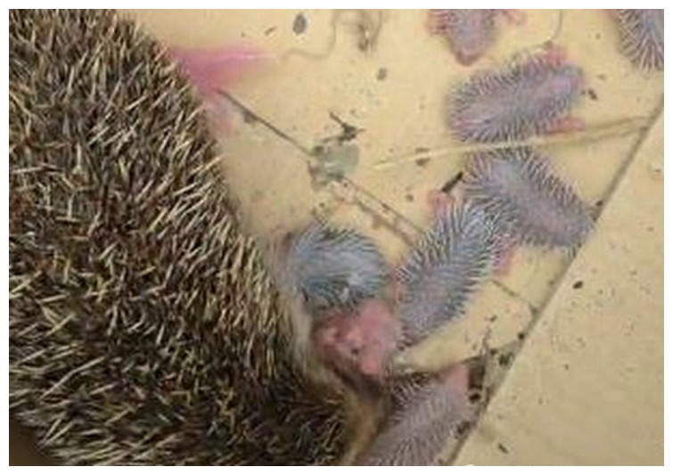 母刺猬生小刺猬,刺猬在家里生了一窝小刺猬全死了