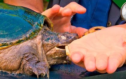 什么龟比较凶猛并且背甲好看,什么龟凶猛好看