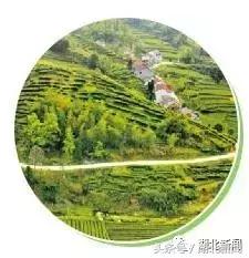 恩施毛尖茶叶有哪些,你喝过云南白茶吗