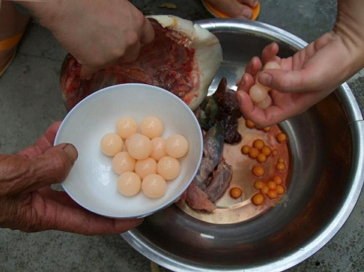 野河钓甲鱼口诀,屎打窝钓鱼效果