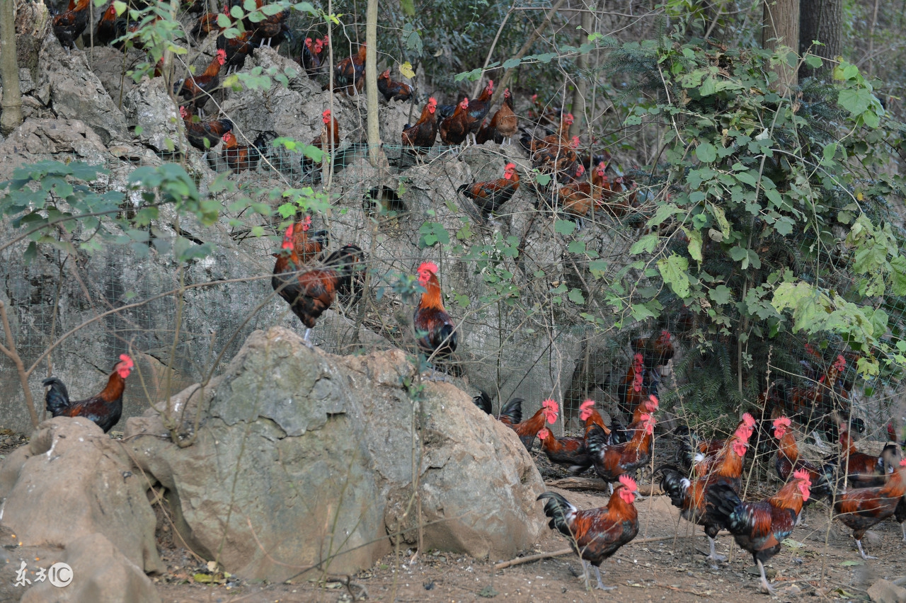 鸡钙缺乏症应如何防治,鸡缺乏钙怎么办