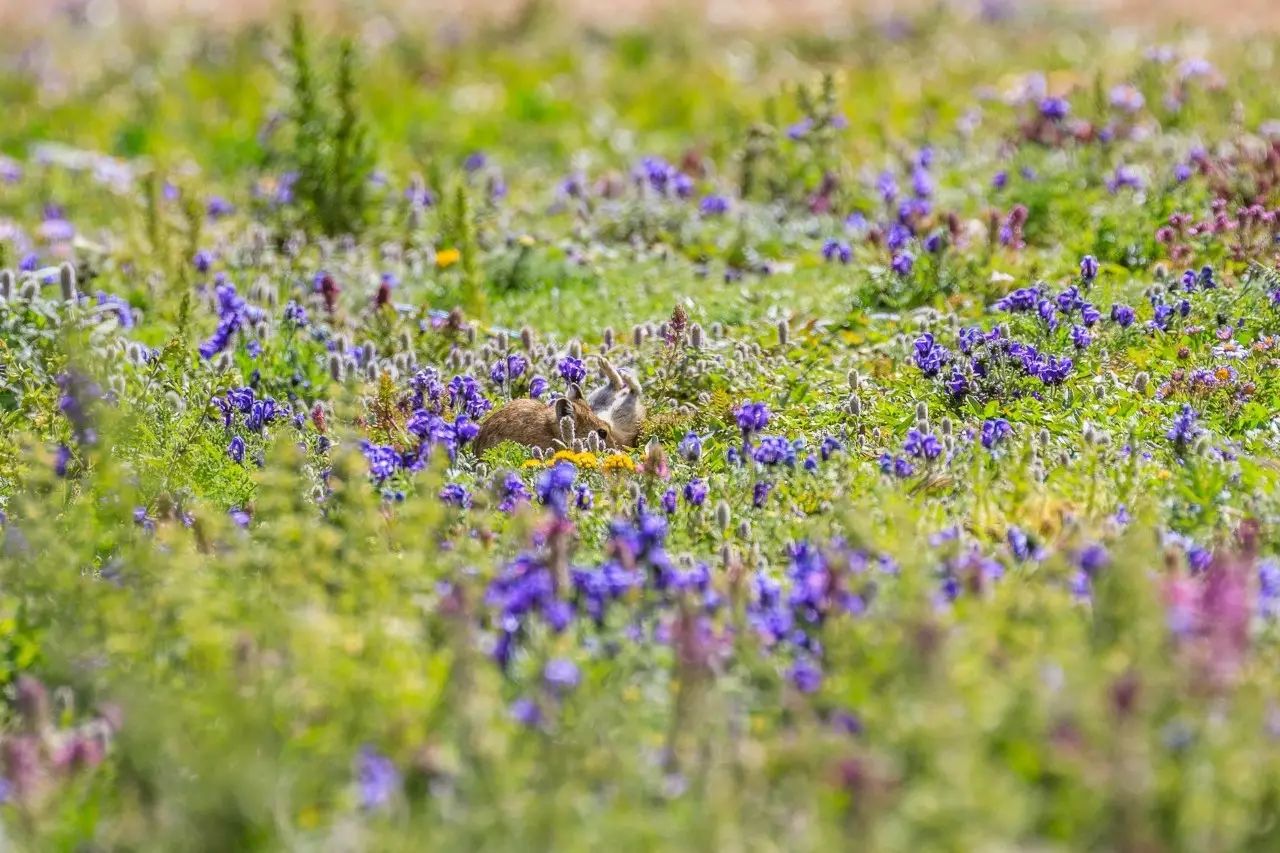 佳能6dmark2,佳能6dmarkii拍会议照片怎样对焦