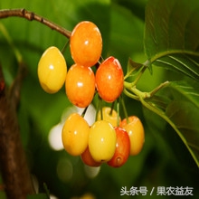 新品种新技术带来樱桃好前景,培育大樱桃新品种