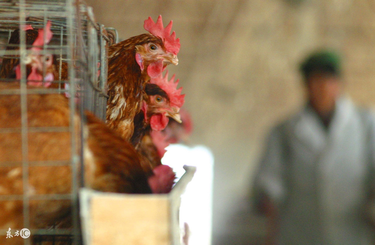 鸡钙缺乏症应如何防治,鸡缺乏钙怎么办