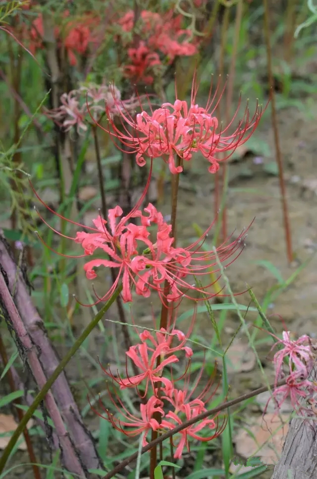 美丽的郑州北龙湖湿地公园,郑州北龙湖湿地公园初冬游记