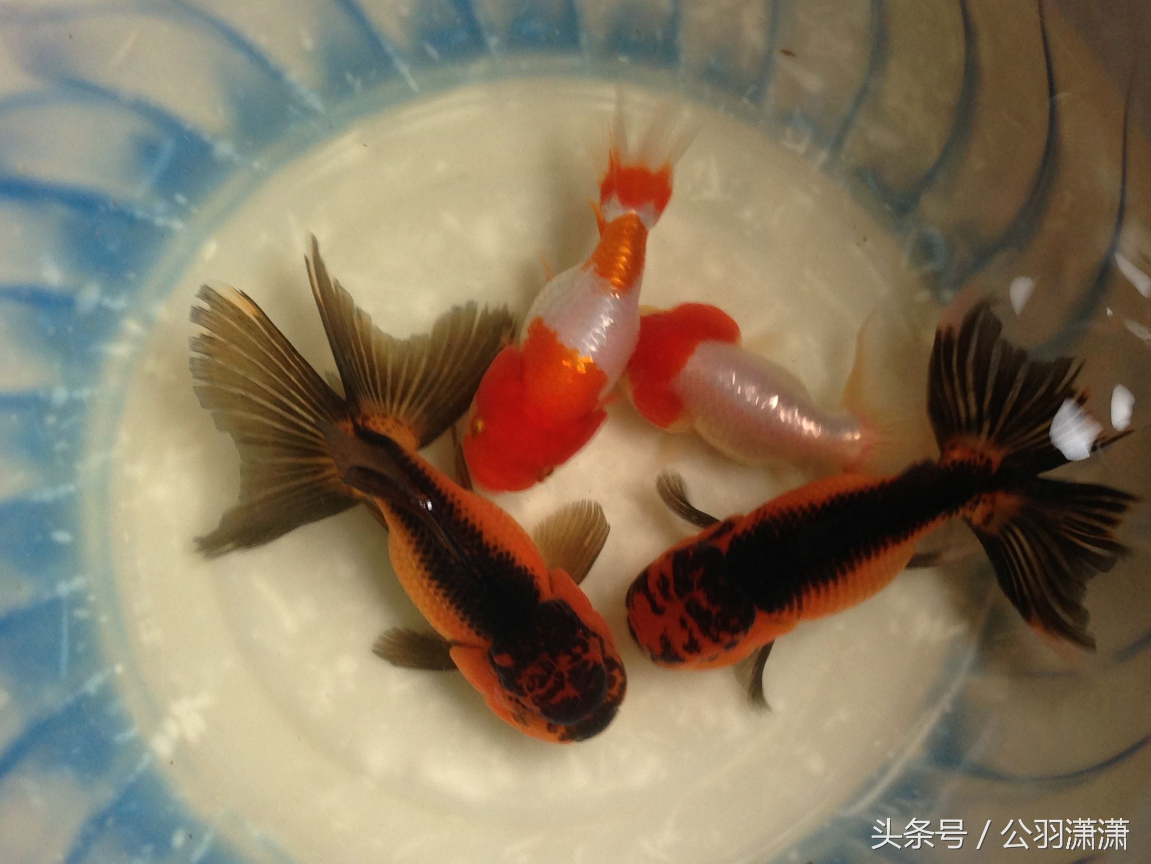 养金鱼鱼缸需要铺底砂吗,如何养金鱼让鱼缸水清澈