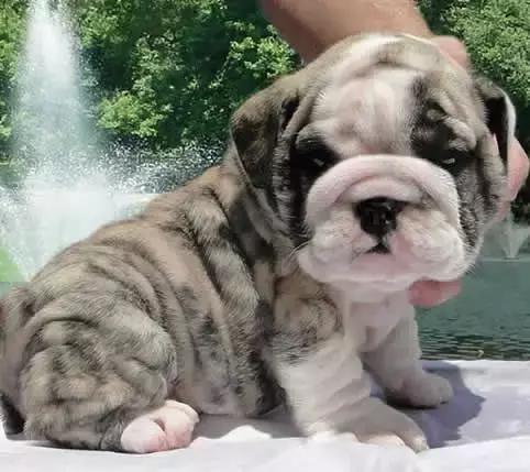 一梦谈狗：英牛那么丑，价格又贵，为什么还有那么多人养？