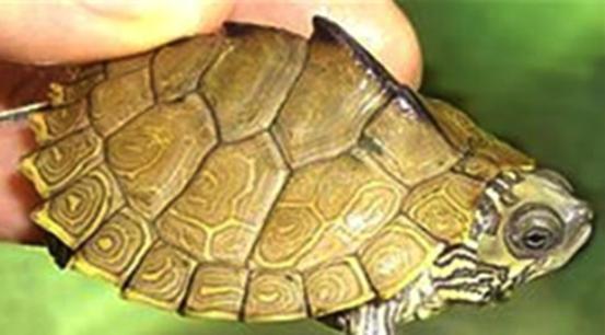 乌龟流貂蝉怎么玩,乌龟貂蝉